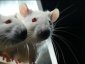 FAITS COMME DES RATS